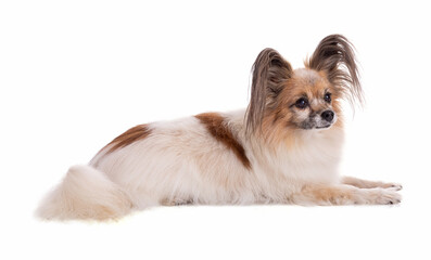 Continental toy spaniel, papillon Dog coated