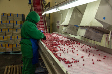 Manual sorting of frozen cherries on the conveyor. Worker in a warm uniform in the berry freezing...