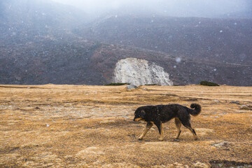 A black dog walks in the Nepalese Himalayas