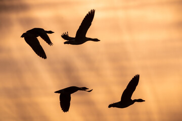 greylag goose, birds in the sky