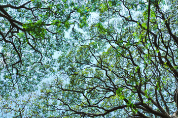 tree branch with sky