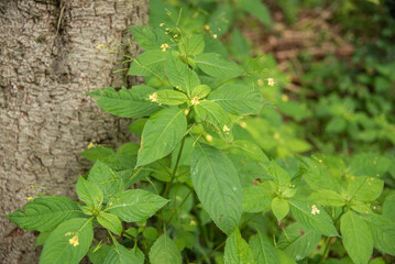 a touch-me-not balsam shrub next to a tree trunk