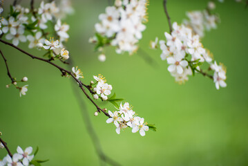 Plum vintage flowers
