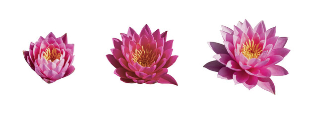 Nénuphar rose sur fond blanc	