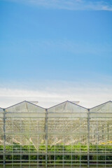 Naklejka premium large agricultural greenhouses in the field