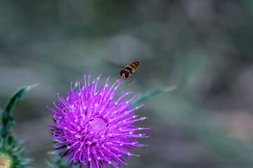 Eine Schwebfliege fliegt eine Blüte einer Distel an.