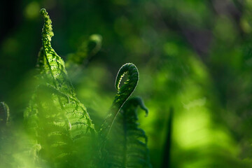Fern leaves in the sunlight. Green fern plants in nature landscape. Fern plants in forest. Fresh green tropical foliage. Green plants nature wallpaper. Organic nature background.