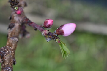 Pink bloom