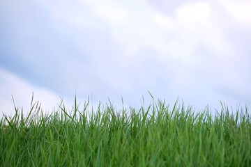 Closeup of green grass with long blades growing on lawn in summer