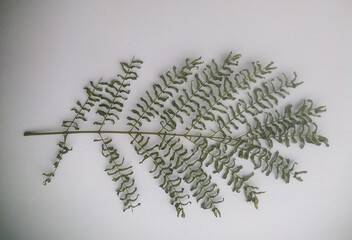 dried leaves of leucaena tree or lamtoro tree