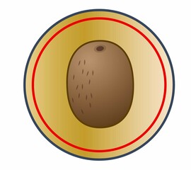 新鮮な美味しいキウイフルーツ