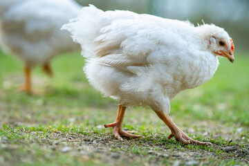 Hen feed on traditional rural barnyard. Close up of chicken standing on barn yard with green grass. Free range poultry farming concept.