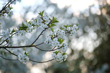 Twigs of cherry tree with white blossoming flowers in early spring