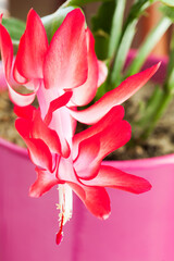 Schlumbergera, Christmas cactus or crab cactus red blooming flower.