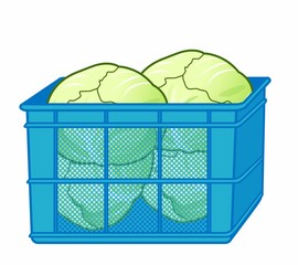 美味しい野菜のキャベツ