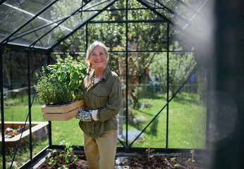 Senior gardener woman carrying crate with plants in greenhouse at garden, looking at camera.