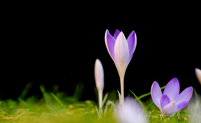 Beautiful purple crocuses on green grass on the sunny spring day. Space for text. High quality photo