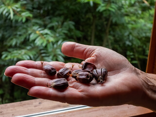 Hand holding portuguese chestnuts. Forest as background