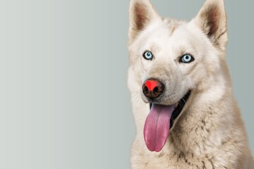 St. Valentine's Day concept. Funny portrait cute puppy dog holding red heart