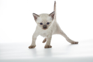 Thai kitten on a white background. Cute baby cat