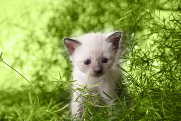 Green kitten. Cat in the grass