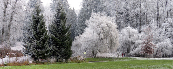 Winter scenery with frozen park trees