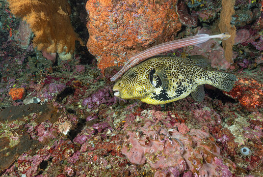 pesce palla gigante con pesce trombetta sulla barriera corallina