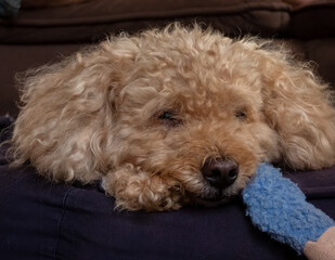 Small fluffy dog sleeping in a brown doggy bed with toy