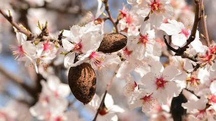 Detalle de varias flores y frutos de almendro en invierno	
