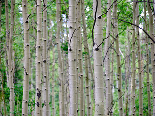 Obraz premium horizontal image of Colorado's famous white bark Aspen Trees