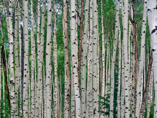 Beautiful white barked Aspen trees in a Colorado forest