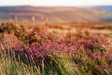 heather field in the Peak District at sunset  in simmer day