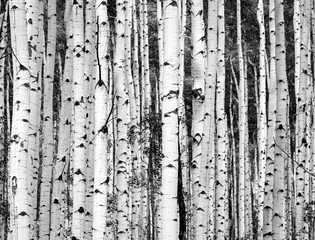 Black and white horizontal image of Colorado's famous Aspen trees