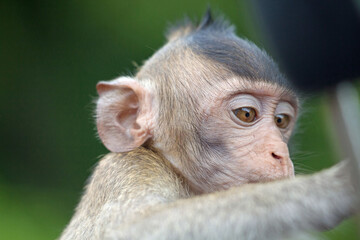 可愛いサル