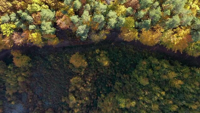 Aerial view autumn Forest in the Hungary.
