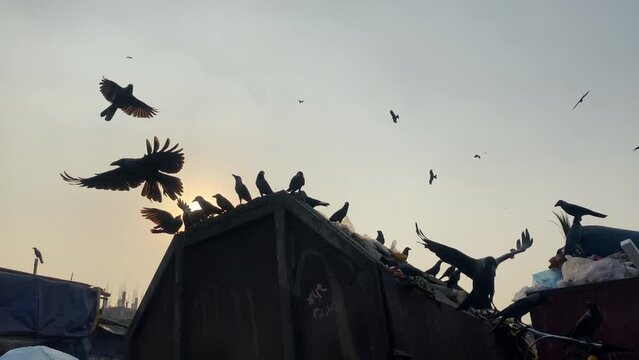 Many crows flying around urban garbage dumpster at sunrise - low angle shot