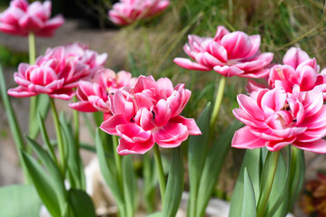 Obraz premium Pink tulips Columbus growing in spring
