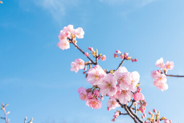 桜　満開の桜の花