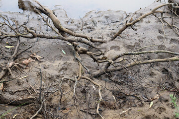 mud of riverbank with branches and footprints