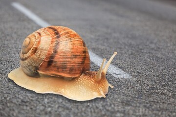 big mother helix snail on the road trip