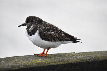 Ruddy turnstone