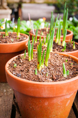Growing sprouting bulbs in a terra cotta pot. Concept for starting new life, new growth, spring...