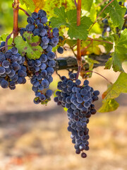 Naklejka premium Closeup of ripe purple wine grapes on the branch at winery with green leaves. Grape harvest in fall, vineyard.