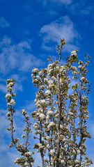 Cherry Blossom Branches on a Tree Against Blue Sky