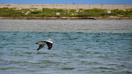 Pelican Flying Low Over the Water at The Entrance NSW