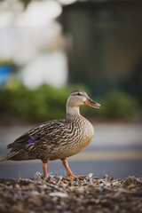 duck