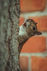 squirrel on tree