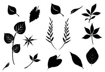 various leaves of different shapes and seize