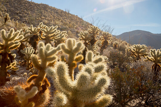 Daylight Cactus