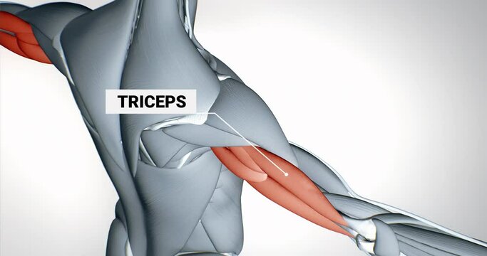 musculus triceps brachii, detailed display of muscles, human muscular system, 3D animation of human anatomy, 3D render
